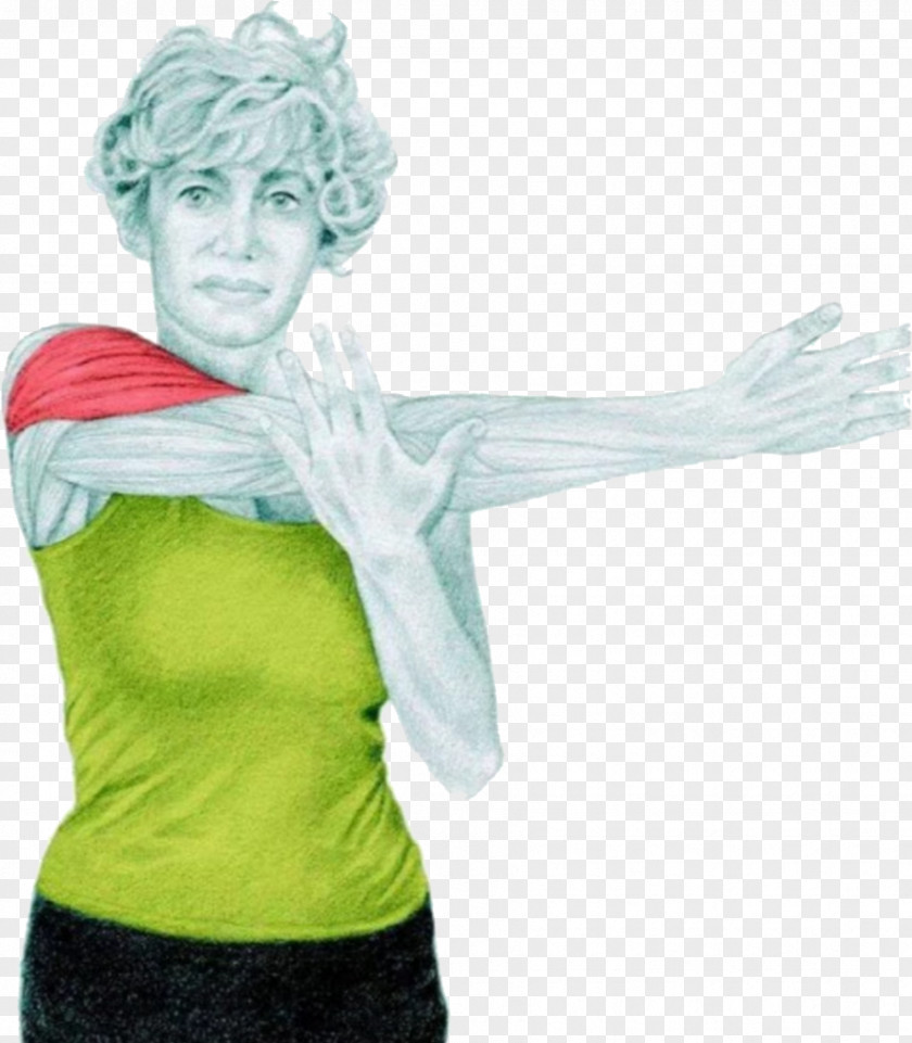 Shoulder Stretching Exercises Exercise Muscle Physical Fitness Centre PNG