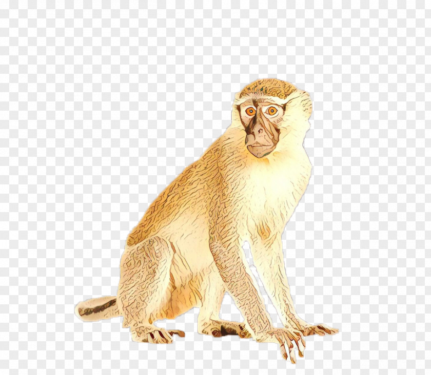 Wildlife New World Monkey Old Macaque Rhesus PNG