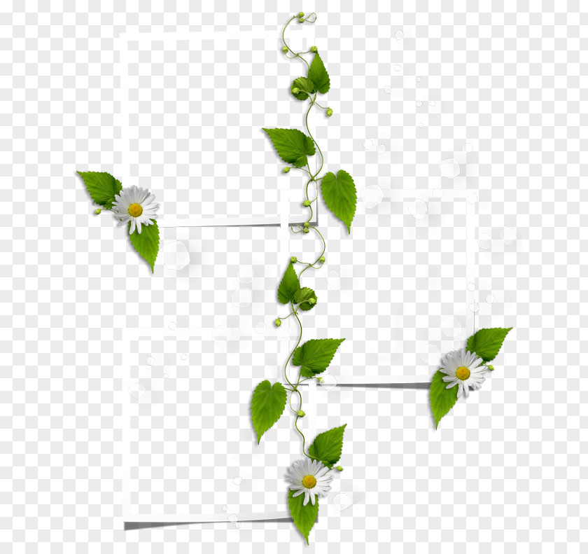 Chamomile PNG