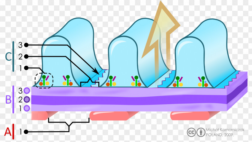 Glomerular Basement Membrane Glomerulus Basal Lamina Podocyte PNG