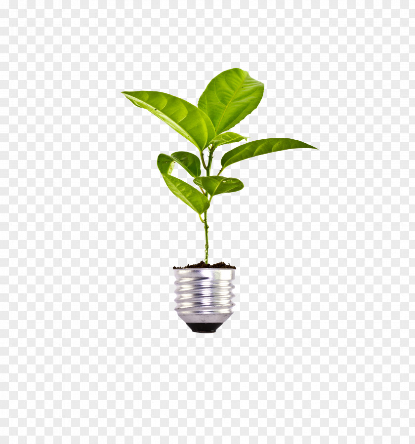 High-definition Environmental Protection And Energy Conservation Plant Bulb Stock Photography Soil PNG