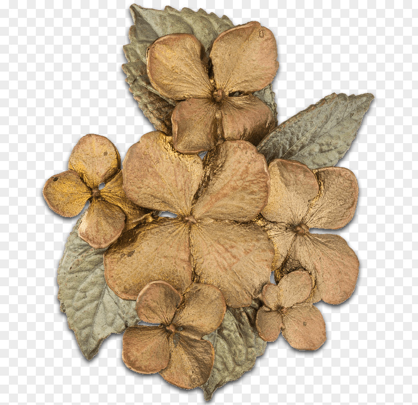 Hydrangea Leaf Wood PNG