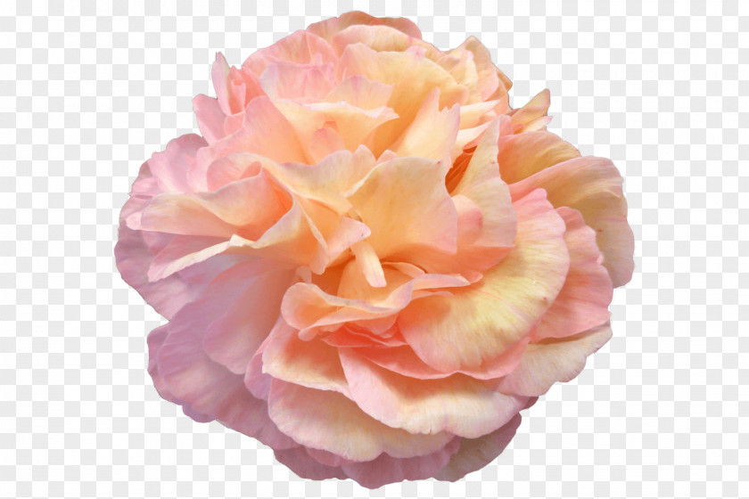 Peony Garden Roses Cabbage Rose Still Life: Pink Flower PNG