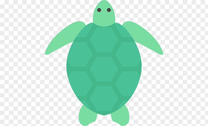 Turtle Green Sea Cheloniidae Tortoise PNG