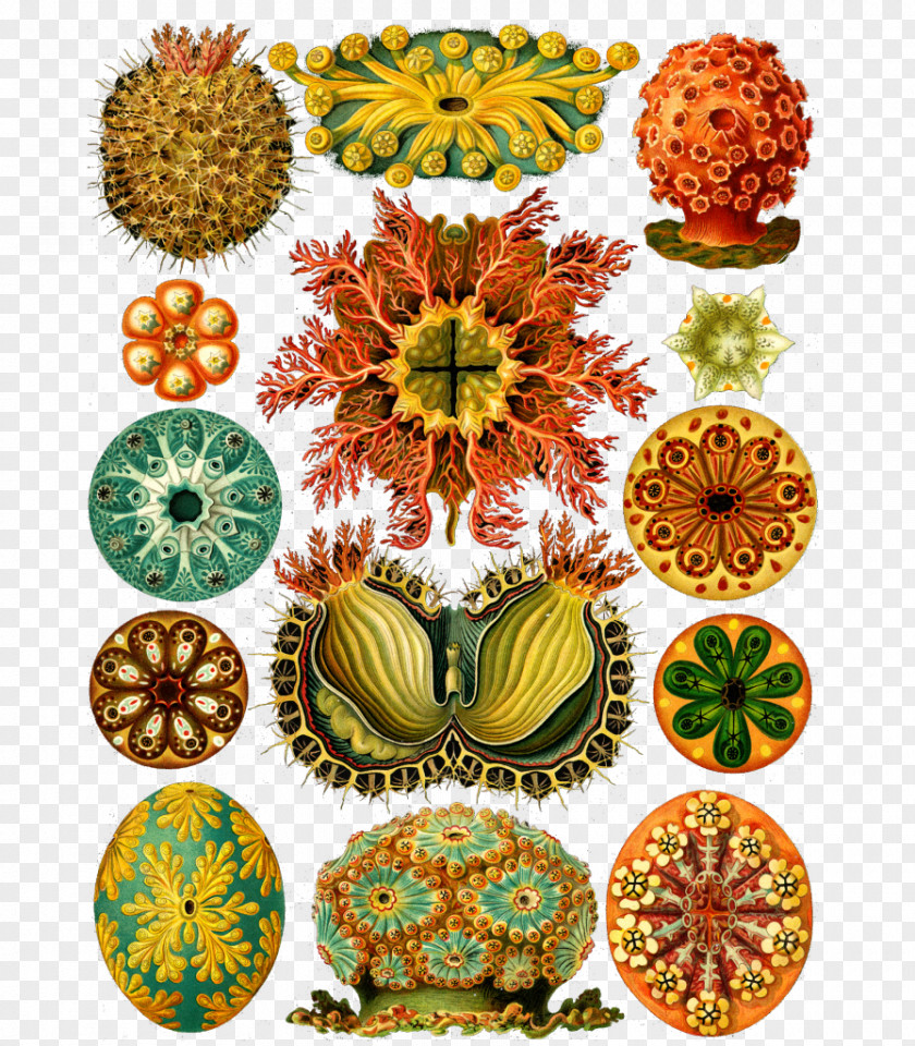 Anemone Art Forms In Nature Haeckel's From The Ocean CD-ROM And Book Recapitulation Theory PNG