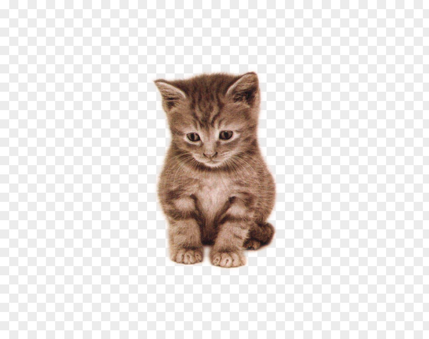 Beautiful Cute Cat In A Daze Remorse Person .net Love .mobi PNG