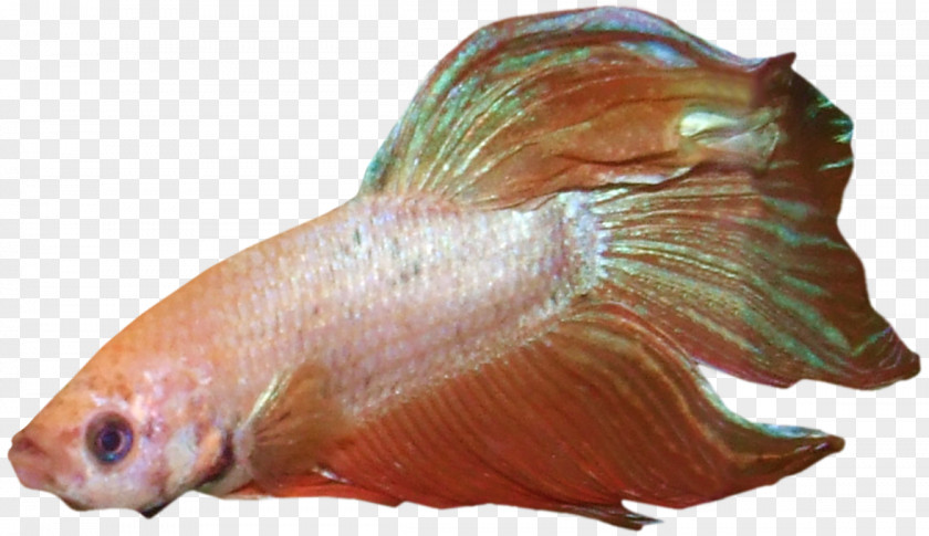 Betta Fish Animal Source Foods Seafood Organism Marine Biology PNG