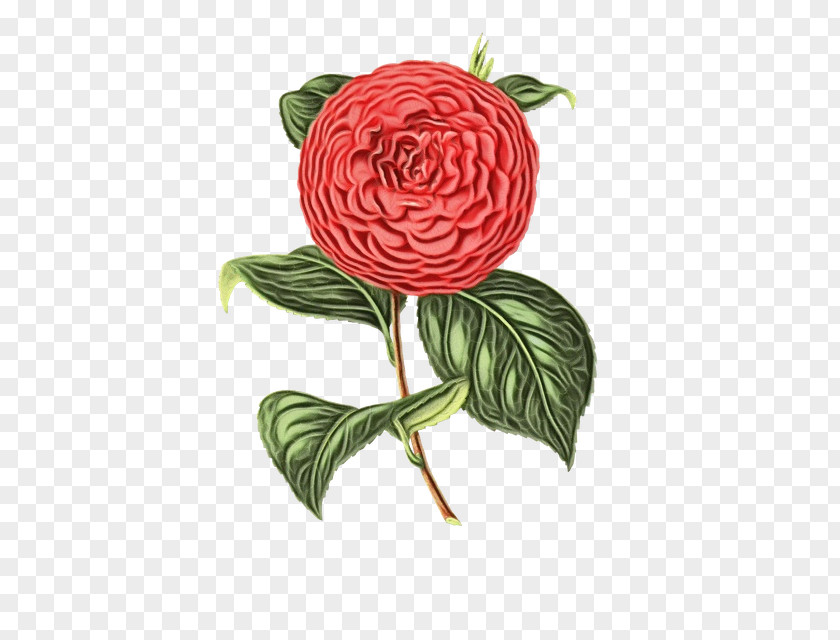 Camellia Japanese Rose PNG