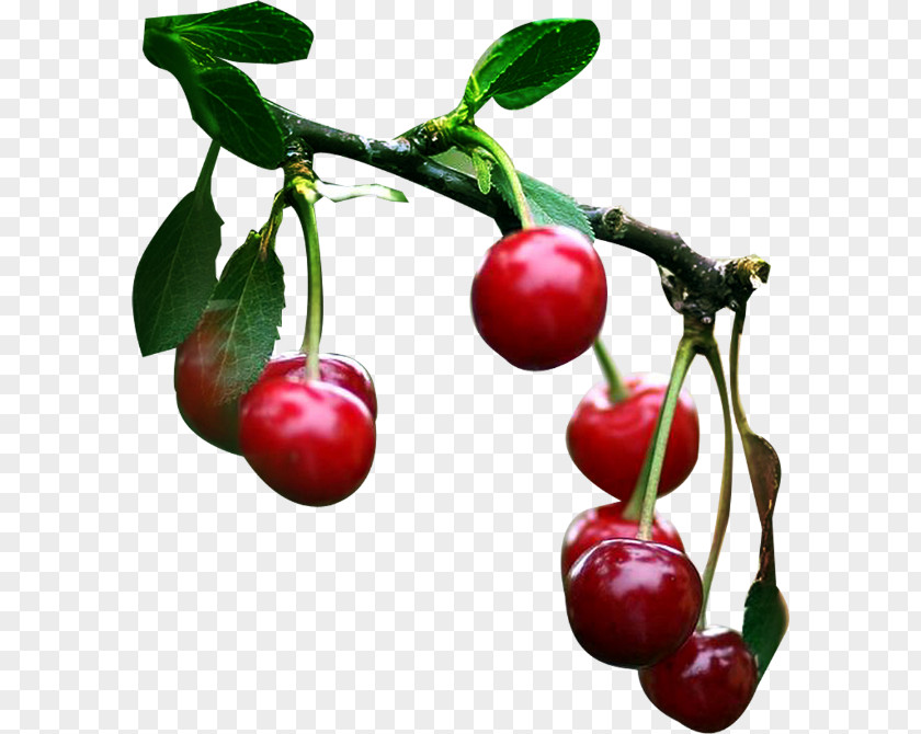 Cerise Tutti Frutti Sweet Cherry Fruit Auglis PNG