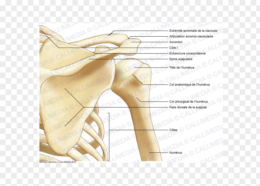 Chinese Bones Shoulder Posterior Triangle Of The Neck Human Anatomy Bone PNG