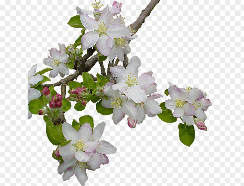 Flower Blossom Fruit Tree PNG