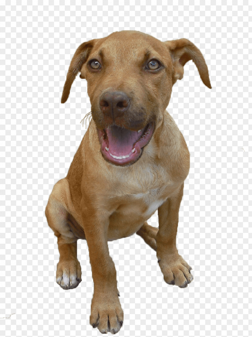 Nose American Pit Bull Terrier Puppy Dog Breed Black Mouth Cur PNG