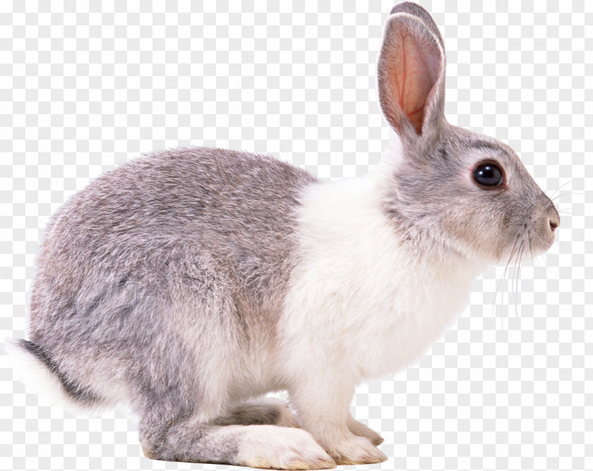 Rabbit Image Easter Bunny European Hare PNG