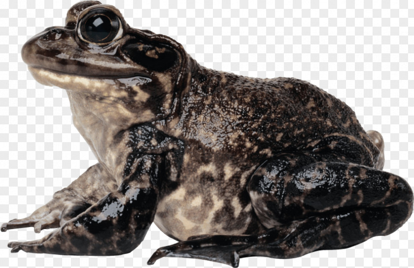 Tree Frog Toad Jump True PNG