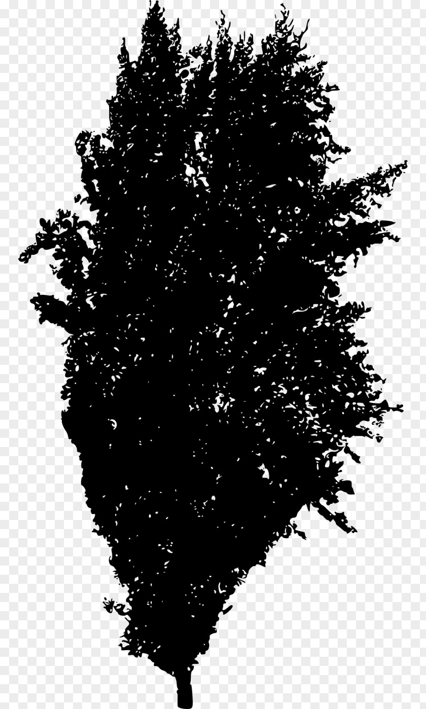 Tree Silhouette Spruce Woody Plant Fir PNG