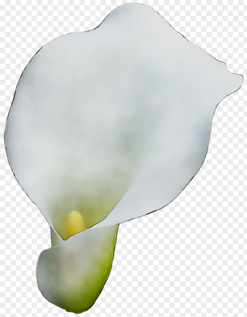 Arum Lilies Product Design PNG