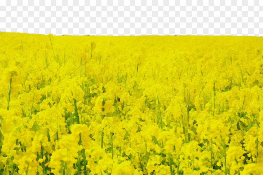 Brassica Rapa Canola Rapeseed Field Yellow Mustard Plant PNG