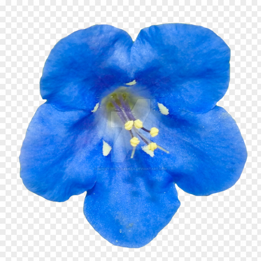 Flower Blue Clip Art Desktop Wallpaper PNG