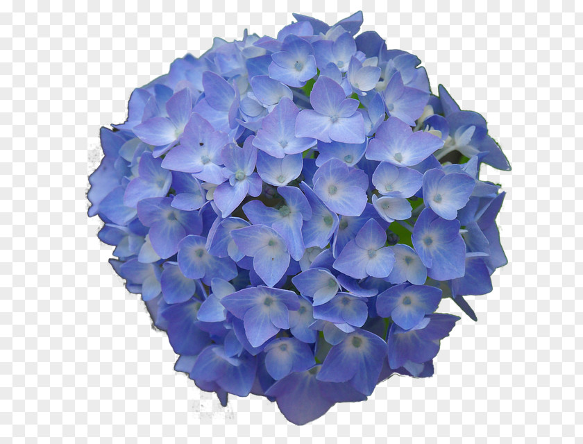 Flower French Hydrangea Garden Blue Desktop Wallpaper PNG