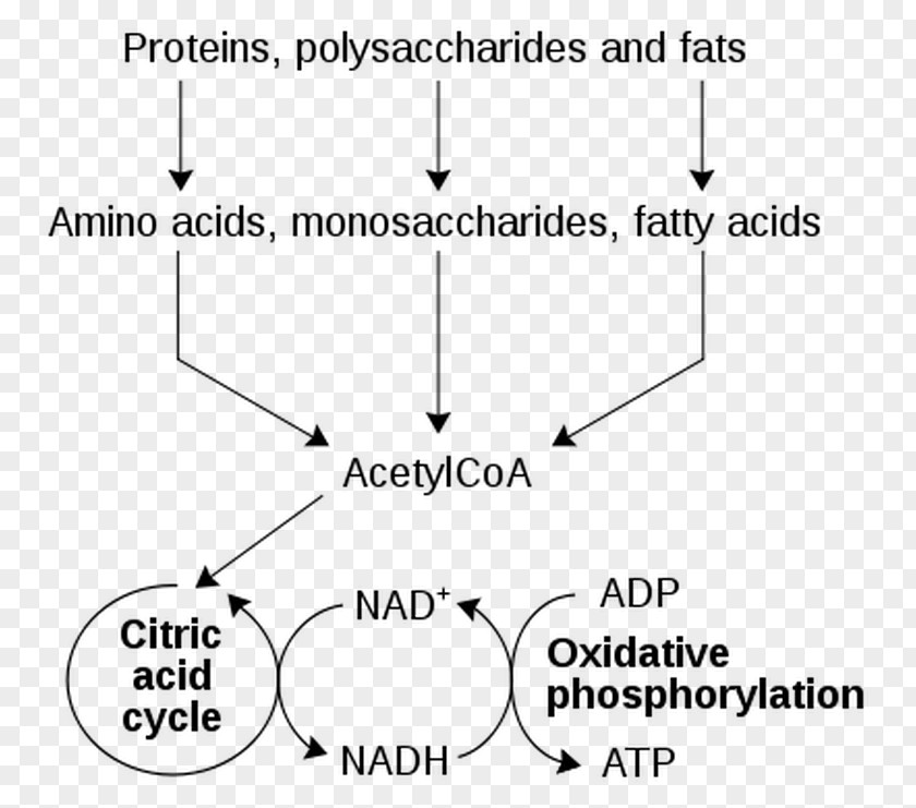 Metabolism Nicotinamide Adenine Dinucleotide Catabolism Metabolic Pathway Cell PNG