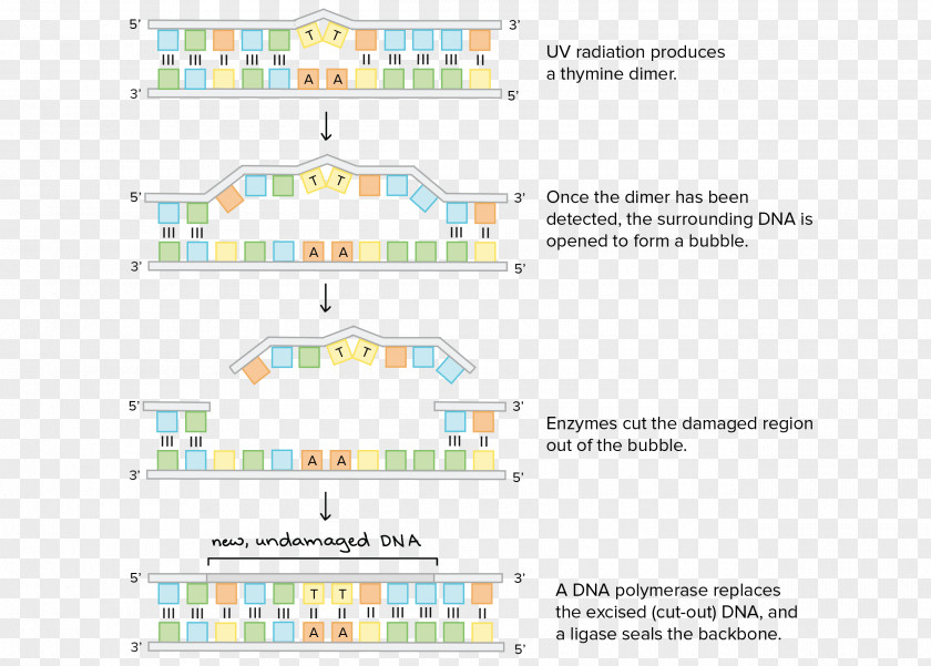 Repairman Orginal Image] DNA Repair Wiring Diagram Nucleotide PNG