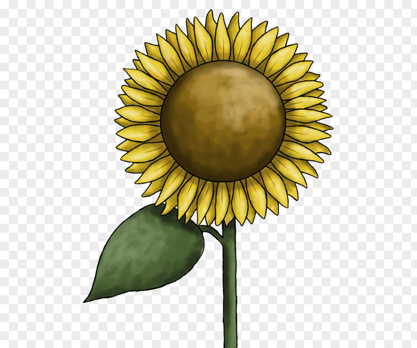 Sun Flower Common Sunflower Clip Art PNG