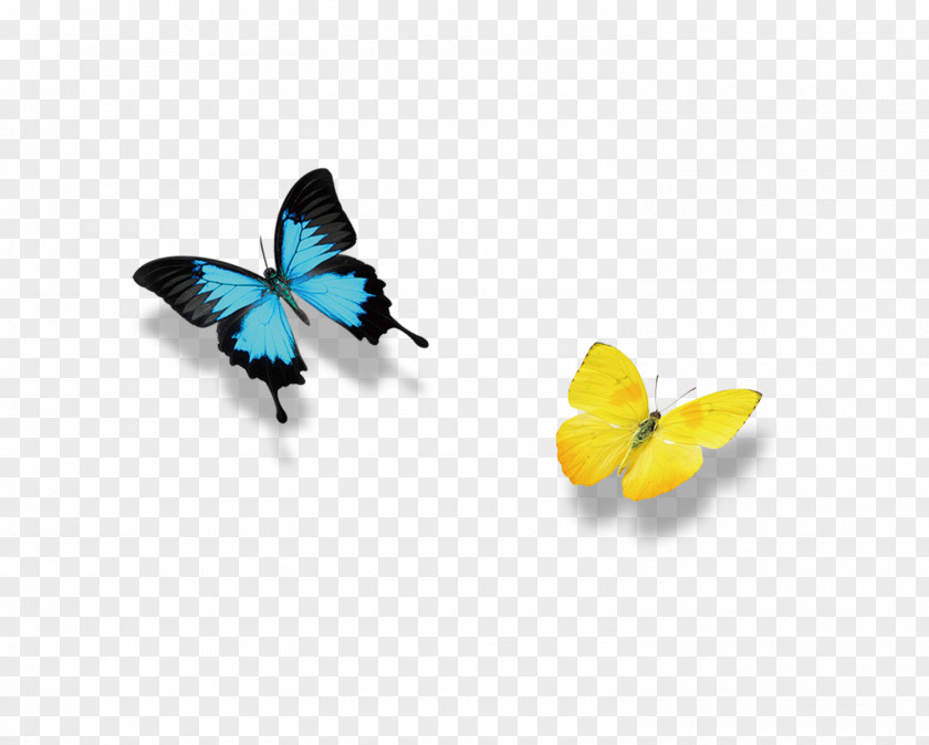 Two Exquisite Butterfly Blanket Bodybuilding Icon PNG