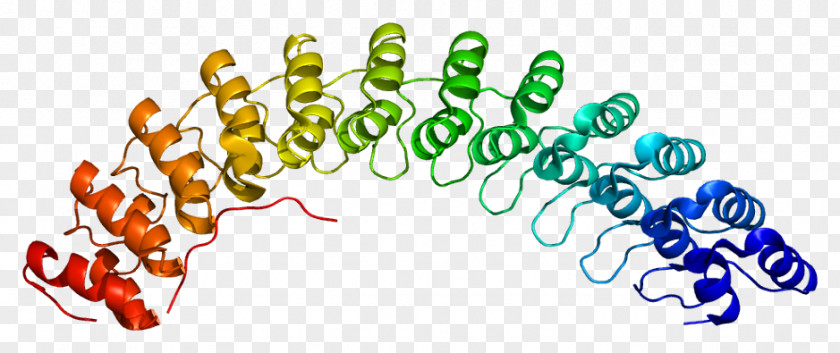 Ankyrin Repeat ANK1 Gene Protein PNG