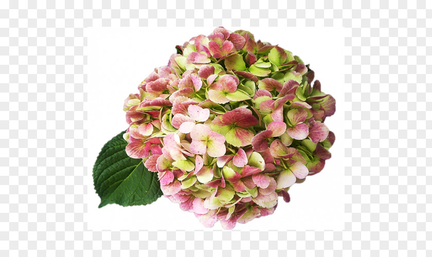 Flower Hydrangea Cut Flowers Pink Garden Roses PNG