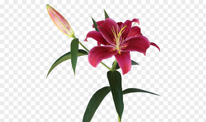 Flower Lilium Arum-lily Pink Flowers Lily 'Stargazer' PNG