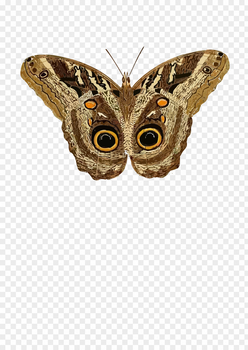Insect Moth Butterfly Clip Art PNG