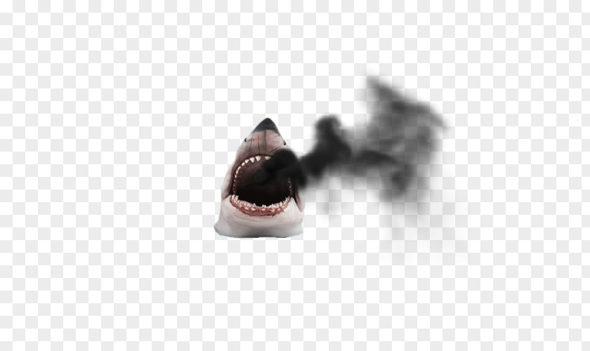 Shark Whale Dog Breed Attack Animal PNG