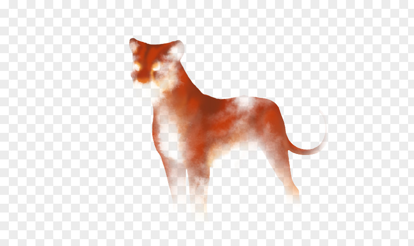 Cat Whiskers Dog Breed Dhole PNG