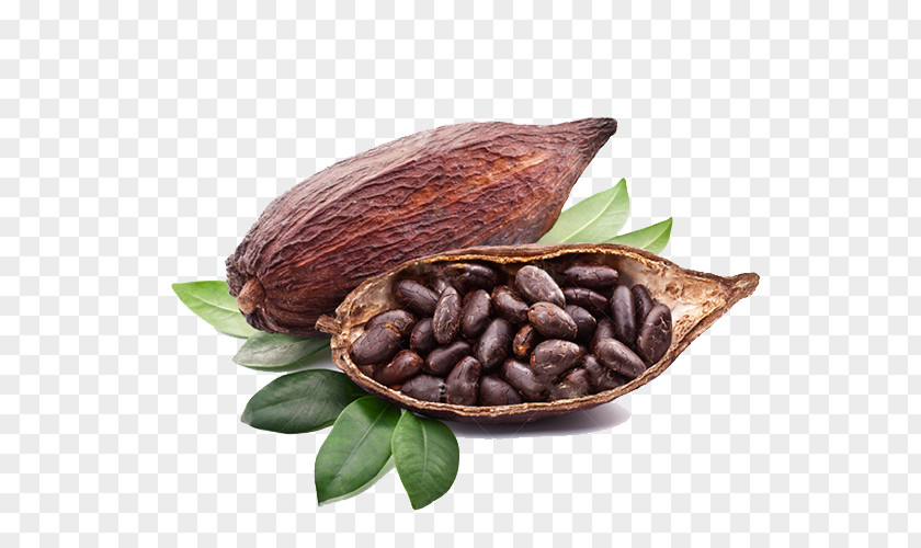 Chocolate Criollo Cocoa Bean Liquor Latin American Cuisine PNG