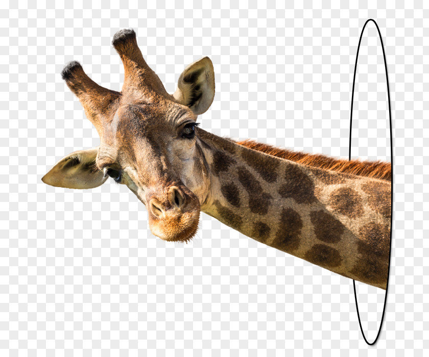 Giraffe Stock Photography Royalty-free PNG