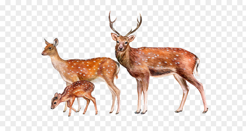 Deer Royalty-free Illustration Image Stock Photography PNG