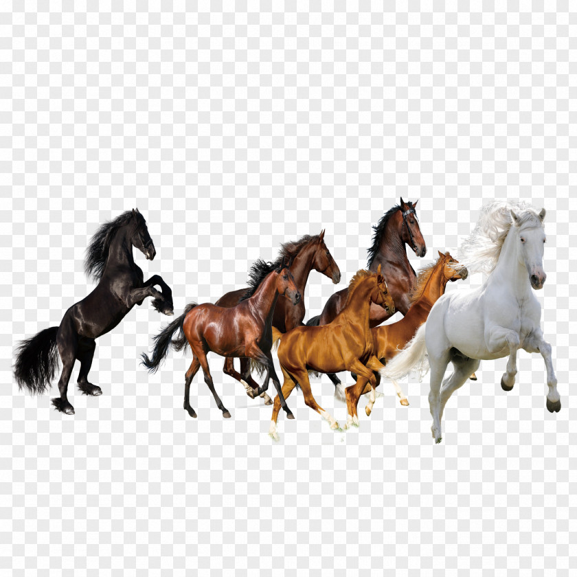Figure Eight Horses PNG eight horses clipart PNG