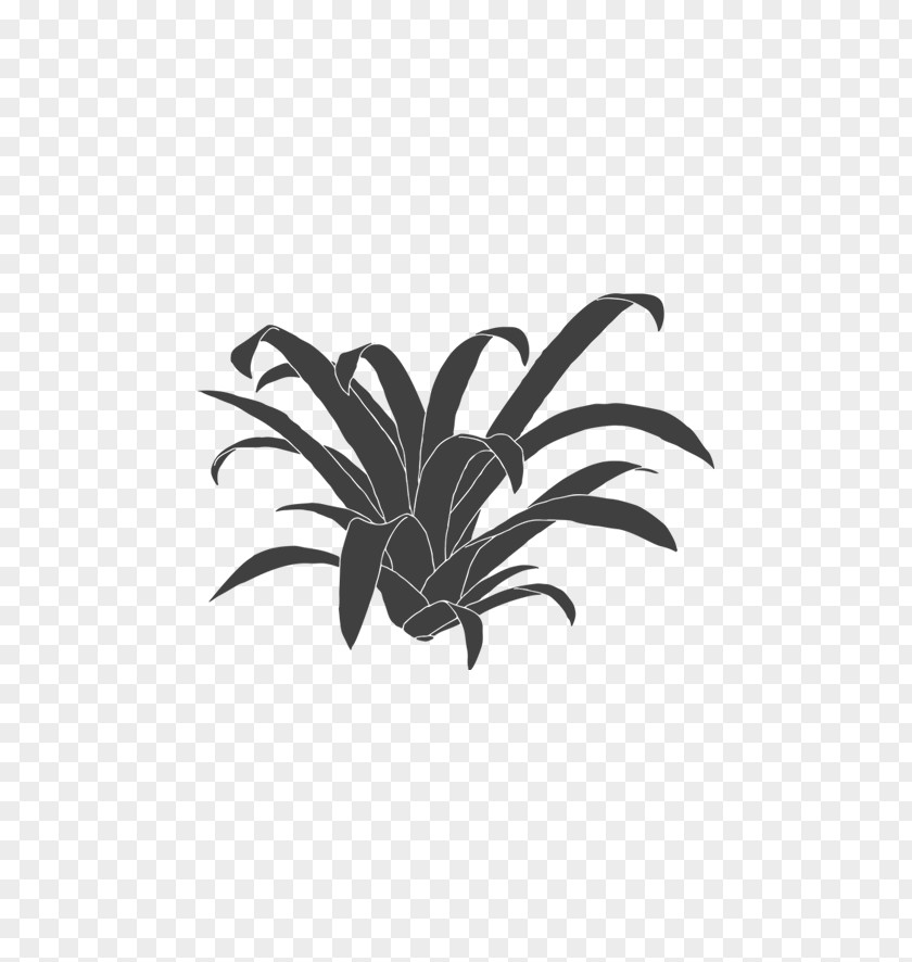 Perennial Plant Blackandwhite Green Leaf Background PNG