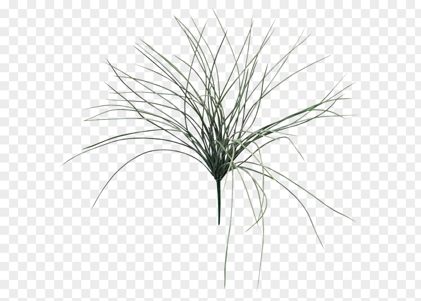 Potted Succulents Grasses Leaf Shrub Fern Plant Stem PNG