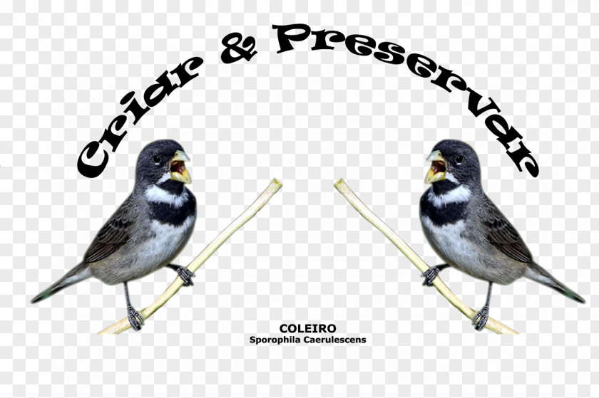 Rupee Passerine Bird American Sparrows PNG