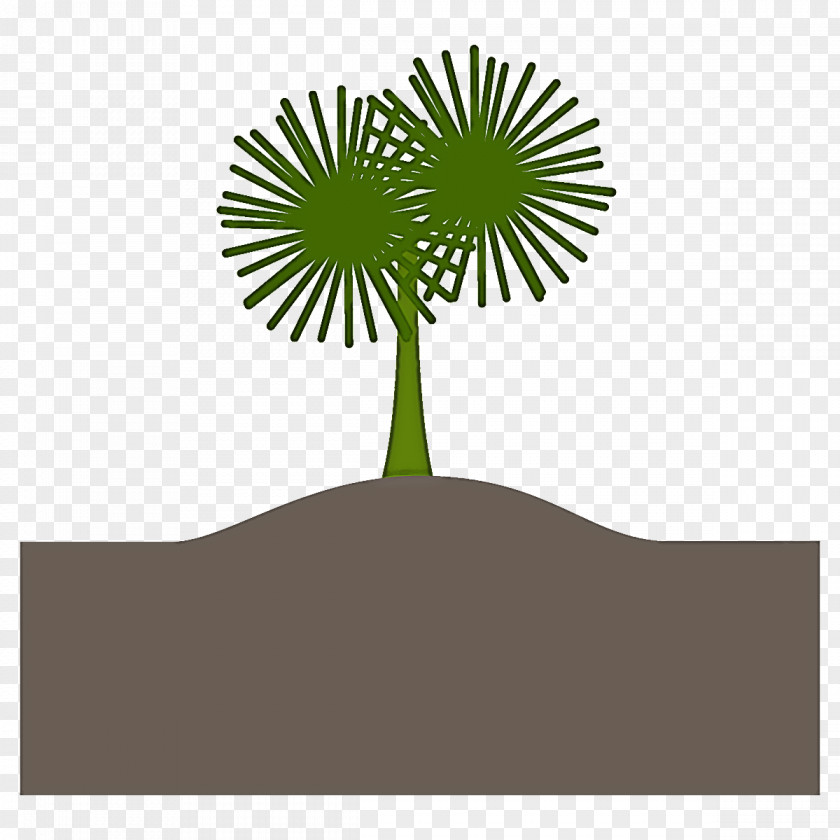 Woody Plant Palm Tree PNG