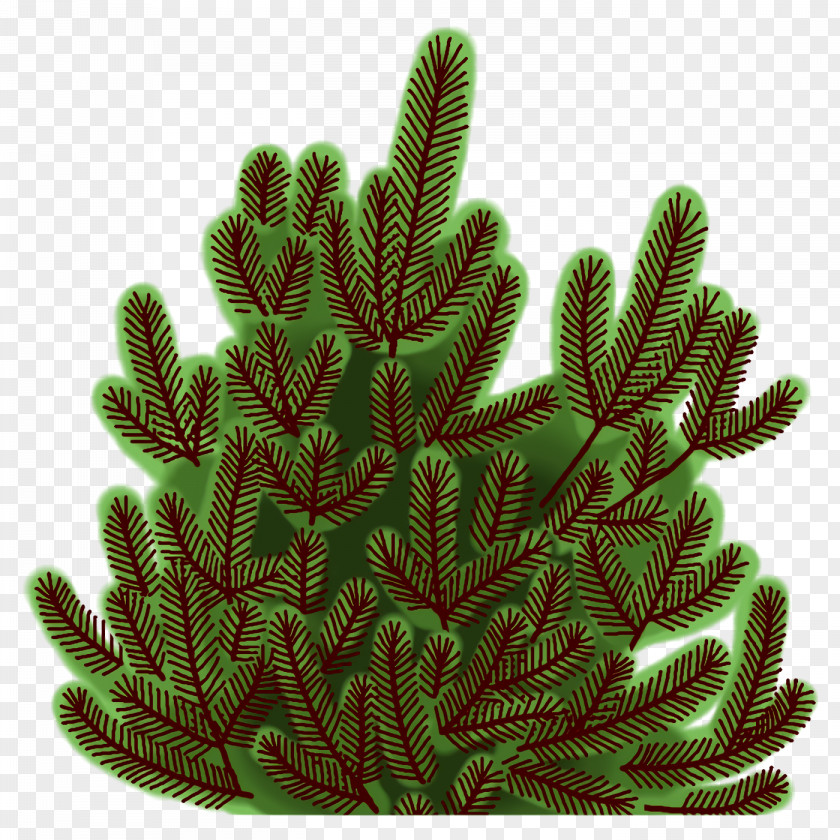 Cactus PNG