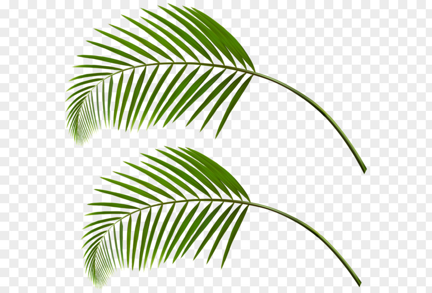 Leaf Arecaceae Palm Branch Clip Art PNG
