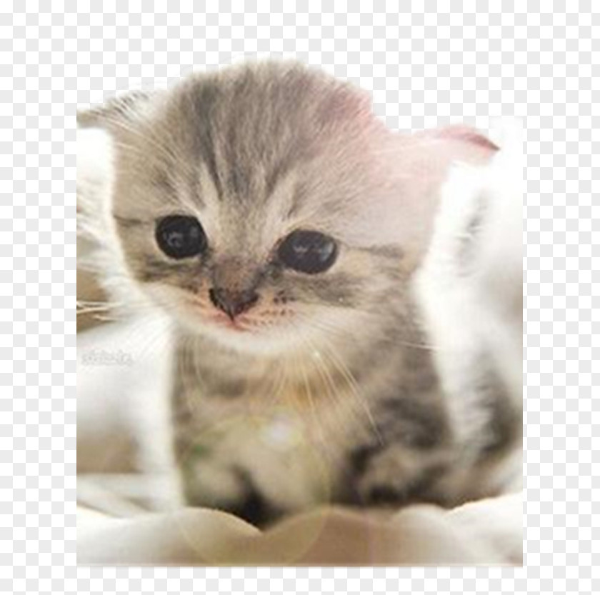 Pet Kitten Scottish Fold Munchkin Cat Abyssinian Puppy PNG
