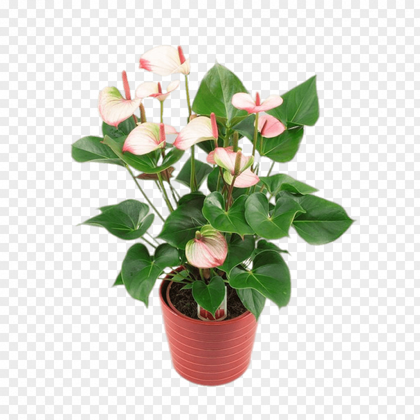 Plant Cut Flowers Anthurium Andraeanum Houseplant Flowerpot PNG