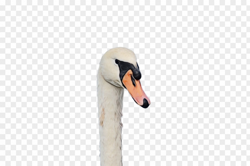 Swans Birds Water Bird Waterfowl Beak PNG