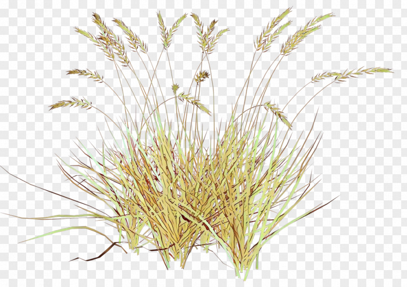 Sweet Grass Sedge Family Drawing Of PNG