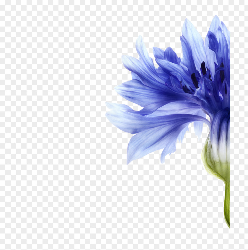 Background Color Pigments Cornflower Hair Care Skin Shampoo PNG