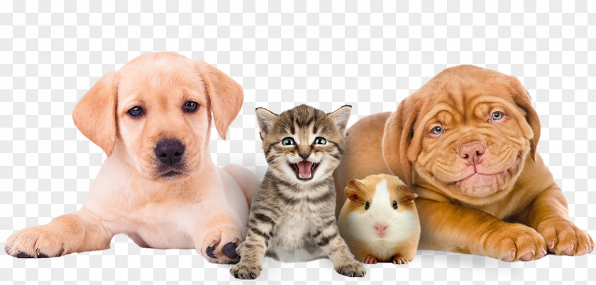 Dog And Cat Puppy Yorkshire Terrier West Highland White Bulldog Labrador Retriever PNG