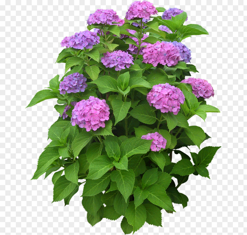 Flower Plant Shrub PNG